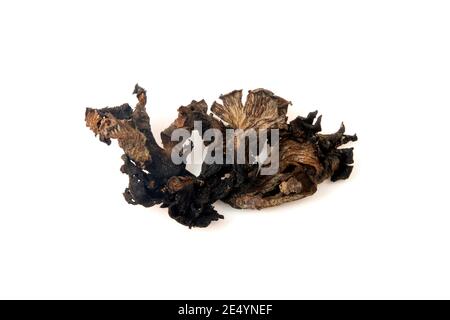 Dried Horn of plenty mushroom (Craterellus cornucopioides) on a white background Stock Photo