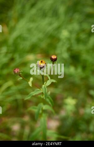 Inula salicina bright yellow inflorescence Stock Photo