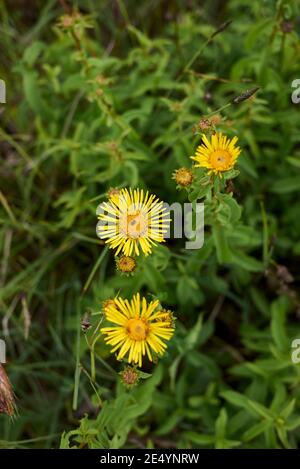 Inula salicina bright yellow inflorescence Stock Photo