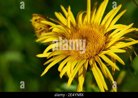 Inula salicina bright yellow inflorescence Stock Photo