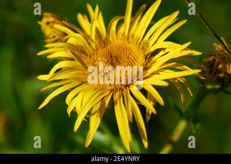 Inula salicina bright yellow inflorescence Stock Photo