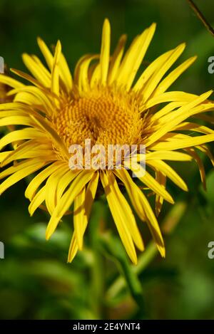 Inula salicina bright yellow inflorescence Stock Photo