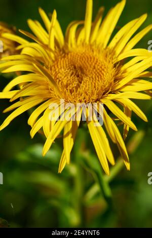 Inula salicina bright yellow inflorescence Stock Photo