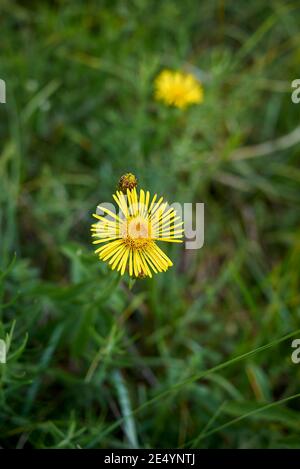 Inula salicina bright yellow inflorescence Stock Photo