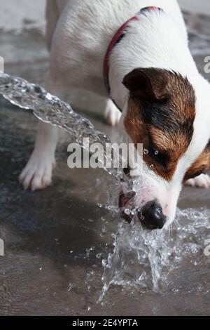 Low angle shot of young Jack Russell Terrier dog drinking water from out of view garden hose Stock Photo