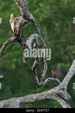 Broad-billed Roller (Eurystomus glaucurus suahelicus) & African Darter (Anhinga rufa rufa) )  perched on dead tree  Kruger NP, South Africa          N Stock Photo