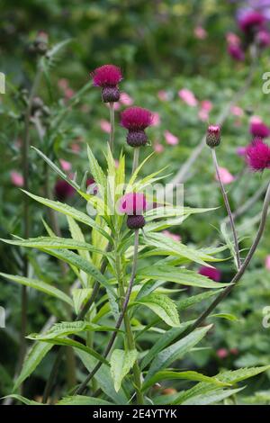 Cirsium rivulare 'Atropurpureum' flowers. Stock Photo