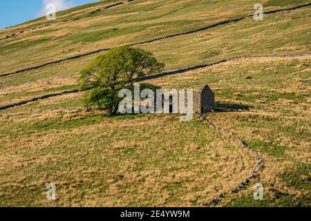 An old stone barn next to a tree in the Yorkshire Dales landscape near Cowgill, Cumbria, England, UK