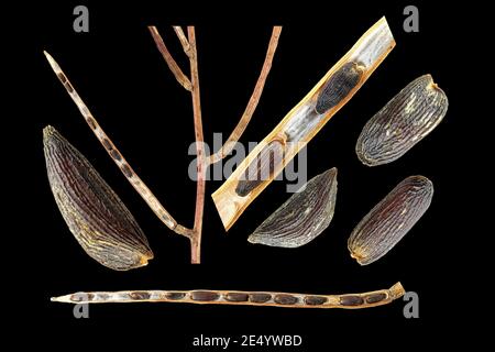 Alliaria petiolata, Garlic mustard, Knoblauchsrauke, close up, fruits with seeds