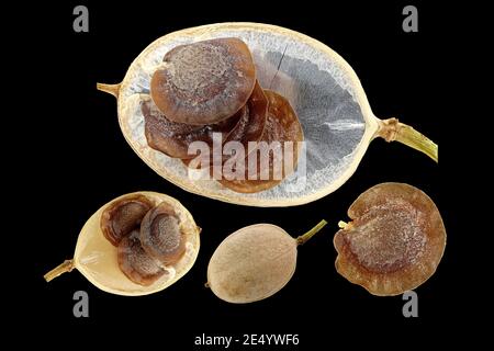 Alyssoides utriculata, Greek bladderpod, Blasenschötchen, close up, fruits with seeds Stock Photo