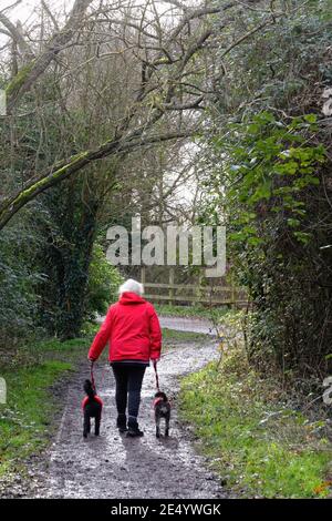 Rear view of a female dressed in a red coat walking two small dogs who are also wearing red dog coats on a country path , Shepperton Surrey England UK Stock Photo