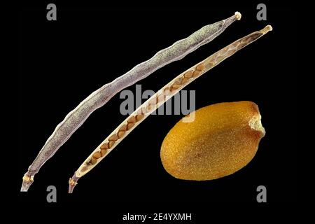Diplotaxis tenuifolia, Perennial wall rocket, Rucola, close up, fruits and seeds Stock Photo