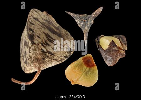 Fagopyrum esculentum, Buckwheat, Echter Buchweizen, close up, fruits with seeds Stock Photo