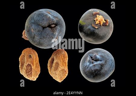 Juniperus communis, Common juniper, Gewöhnlicher Wacholder, close up, fruits (cones) and seeds Stock Photo