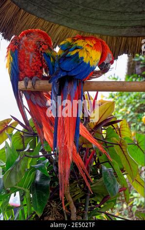 Red Macaw or Ara cockatoos parrot siting in a tree Stock Photo