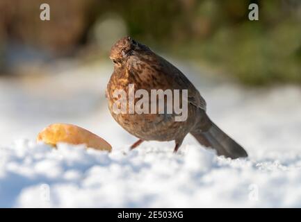 A female Blackbird (Turdus merula) feeding on apples, Warwickshire Stock Photo