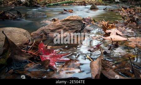 Nature background of autumn leaves fallen into a creek bed with focus on one red maple leaf. Stock Photo