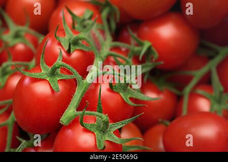 Small red cherry tomatoes with green leaves vines, closeup detail Stock Photo