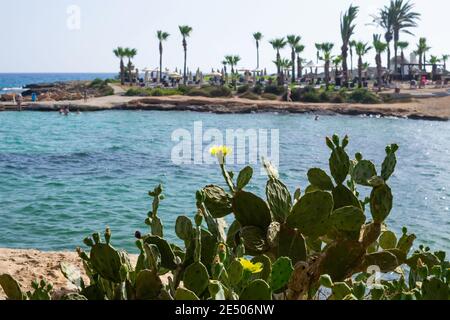 Prickly Pear Cactus with Yellow Flowers near Cyprus Nissi beach, Ayia Napa. Opuntia, ficus-indica, Indian fig opuntia, barbary fig, blooming cactus pe Stock Photo