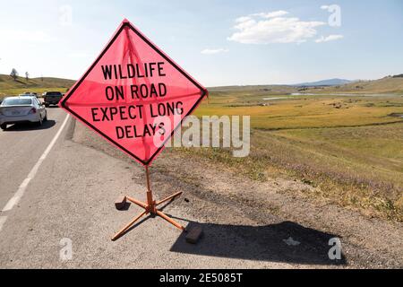 Wildlife on road expect long delays sign near bison in Hayden Valley, Yellowstone National Park, USA Stock Photo