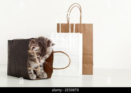Cute tabby kitten is hiding in paper shopping bag. Cat in delivery bag look down. Shopping sale purchase concept with copy space on white background. Stock Photo