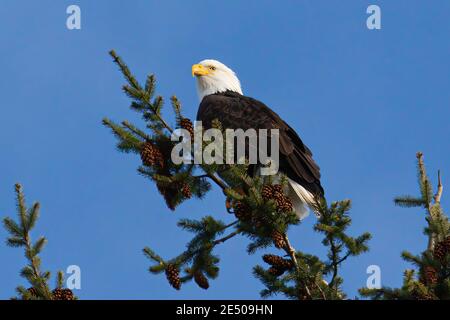 bald eagle in a tree  Stock Photo