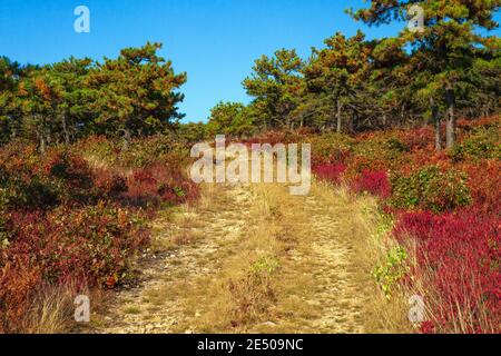 A rustic road running through the Moosic Mountain Heath Barren in Lackawanna County, Pennsylvania. Moosic Mountain contains 15,000 acres of forested A Stock Photo