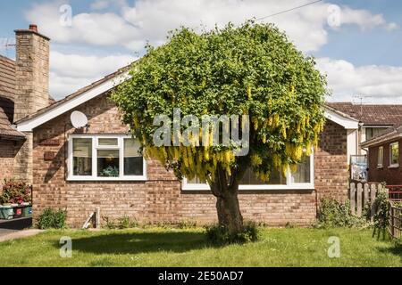 An old laburnum tree (Laburnum anagyroides, Golden Chain), pruned to fit the small front garden of a bungalow, in full bloom in mid May (Wales, UK) Stock Photo