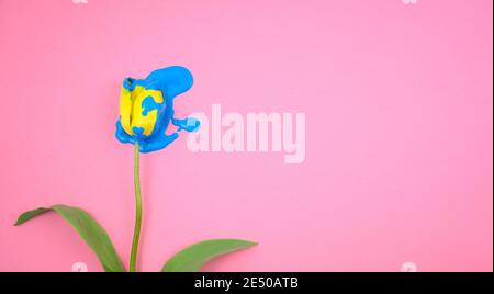 Acrylic color blue dripping on yellow tulip flower flat lay on clear pink background. Vivid colorful candy ink medium blue color on floral. Stock Photo