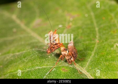 Unidentified Preying Mantis nymph, Mantidae. Stock Photo