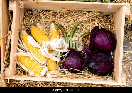 The composition of the corn, red cabbage and green pepper in a wooden box with hay. Stock Photo