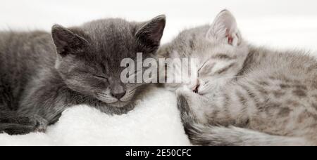 Couple happy kittens sleep relax together. Kitten family in love. Adorable kitty noses for Valentine s Day. Long web banner close up. Cozy home animal Stock Photo