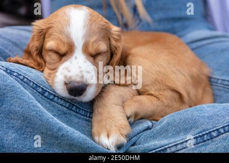 Cute light brown Spaniel puppy dog sleeping on the lap of a person wearing blue denim jeans Stock Photo