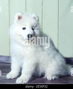 Portrait of a smiling fluffy white Samoyed puppy Stock Photo