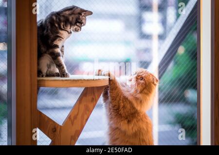 Close up of a tabby cat playing with a red persian one in front of a large window Stock Photo
