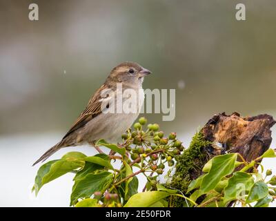 A female house sparrow in the snow in winter in mid Wales Stock Photo