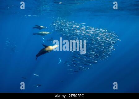 striped marlin, Kajikia audax, near threatened, and California sea lions hunting a large mackerel bait ball, Baja California, Mexico, Pacific Ocean Stock Photo