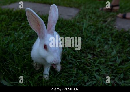 Cute white bunny with red eyes sitting on the grass Stock Photo - Alamy