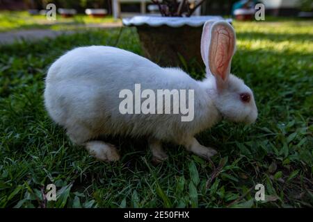 Close-up of a white rabbit. Stock Photo