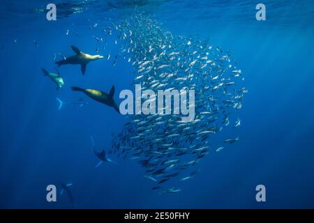 striped marlin, Kajikia audax, near threatened, and California sea lions hunting a large mackerel bait ball, Baja California, Mexico, Pacific Ocean Stock Photo