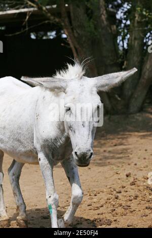 Cute donkey pose outdoors in rural farmyard.  Portrait photo of a donkey outdoors rural scene against natural background Stock Photo