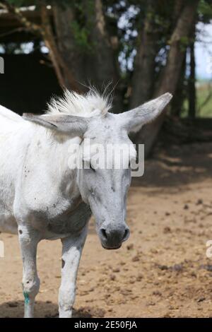 Cute donkey pose outdoors in rural farmyard.  Portrait photo of a donkey outdoors rural scene against natural background Stock Photo