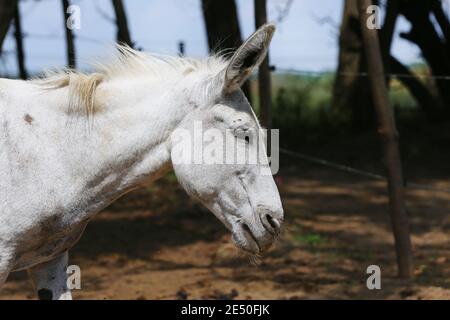 Cute donkey pose outdoors in rural farmyard.  Portrait photo of a donkey outdoors rural scene against natural background Stock Photo