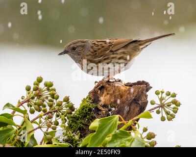 A dunnock in the snow in winter in mid Wales Stock Photo