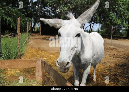 Cute donkey pose outdoors in rural farmyard.  Portrait photo of a donkey outdoors rural scene against natural background Stock Photo