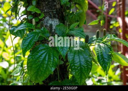 Black pepper, piper nigrum, plants growing in plantation in Goa, India ...
