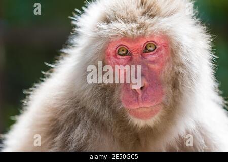 Close up of an adult male japanese macaque staring at the camera, against a green bokeh background Stock Photo