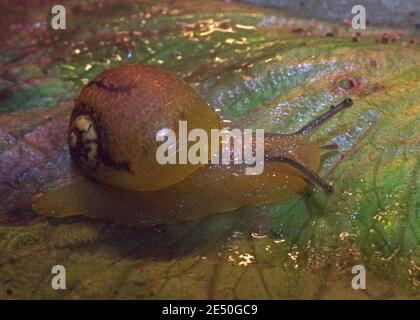 Little slug close-up on the leaf Stock Photo
