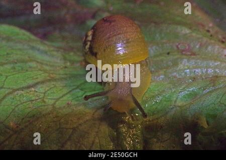 Little slug close-up on the leaf Stock Photo
