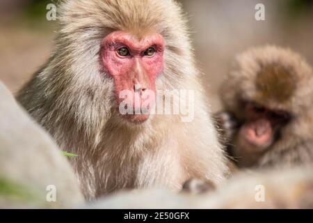 Close up of an adult male japanese macaque looking warily sideways, against a bokeh background Stock Photo